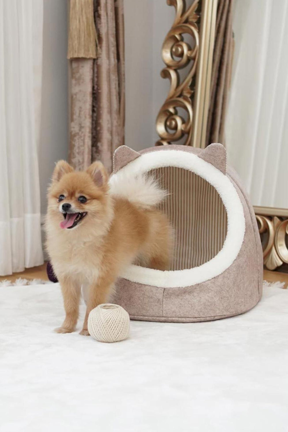 Oturma alanında oyuncak iplik topu ve peluş kedi evinde duran küçük kahverengi Pomeranian köpek