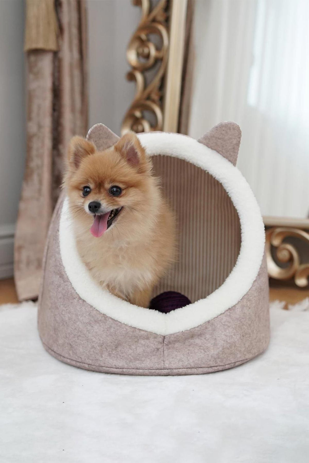 Krem rengi yumuşak köpek yatağında gururlu duran sevimli Pomeranian köpek