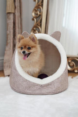 Krem rengi yumuşak köpek yatağında gururlu duran sevimli Pomeranian köpek